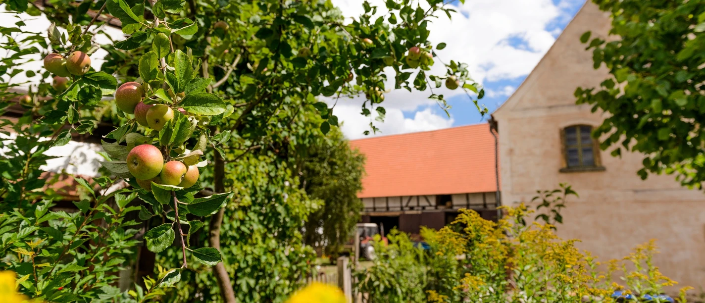 Entlang an Apfelbäumen geht es auf der Obstland-Radroute