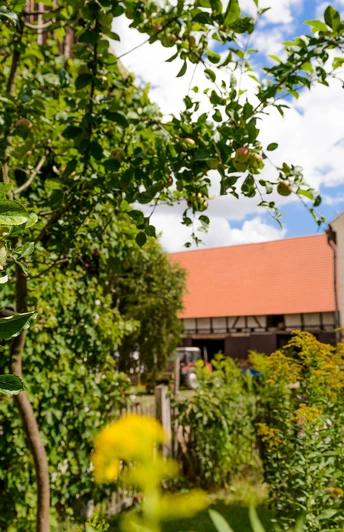 Entlang an Apfelbäumen geht es auf der Obstland-Radroute