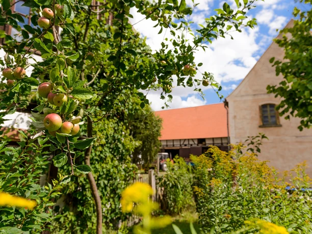 Entlang an Apfelbäumen geht es auf der Obstland-Radroute