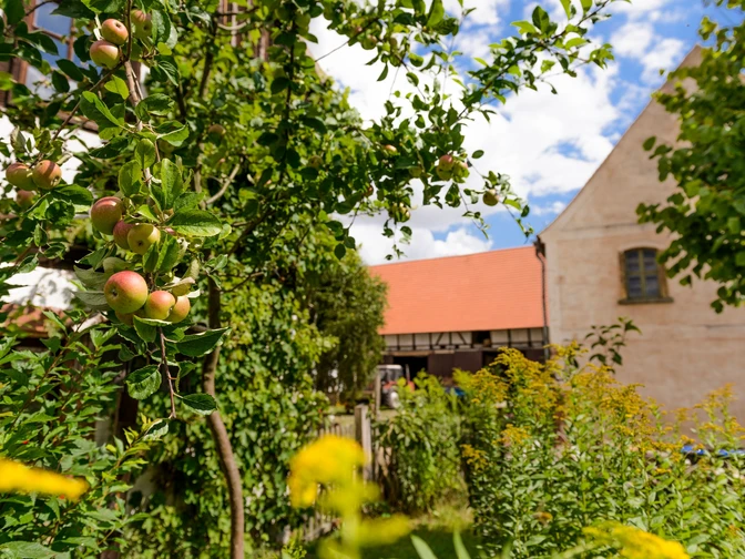 Entlang an Apfelbäumen geht es auf der Obstland-Radroute
