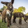 Poitou-Esel auf der Hofstelle 38 in Dellien Poitou-Esel auf der Hofstelle 38 in DellienPoitou donkeys on the farm 38 in DellienLes ânes du Poitou à la ferme 38 de DellienPoitou ezels op de boerderij 38 in DellienÆsler fra Poitou på gård 38 i Dellien