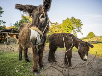 Poitou ezels op de boerderij 38 in Dellien Poitou-Esel auf der Hofstelle 38 in DellienPoitou donkeys on the farm 38 in DellienLes ânes du Poitou à la ferme 38 de DellienPoitou ezels op de boerderij 38 in DellienÆsler fra Poitou på gård 38 i Dellien