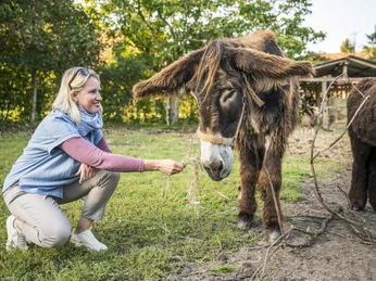 Poitou ezels op de boerderij 38 in Dellien Poitou-Esel auf der Hofstelle 38 in DellienPoitou donkeys on the farm 38 in DellienLes ânes du Poitou à la ferme 38 de DellienPoitou ezels op de boerderij 38 in DellienÆsler fra Poitou på gård 38 i Dellien