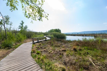 Großes Torfmoor Holzsteg windet sich durch das Große Torfmoor, umgeben von Gräsern und Büschen, unter blauem Himmel.