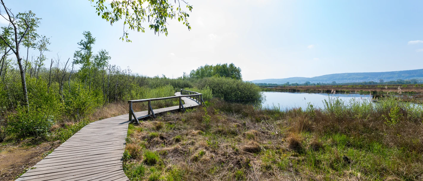 Großes Torfmoor Holzsteg windet sich durch das Große Torfmoor, umgeben von Gräsern und Büschen, unter blauem Himmel.