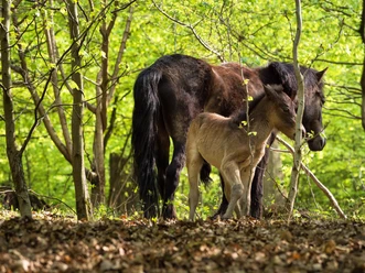 Exmoorponys im Hutewald Exmoorponys im Hutewald