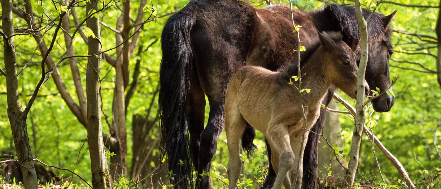 Exmoorponys im Hutewald Exmoorponys im Hutewald
