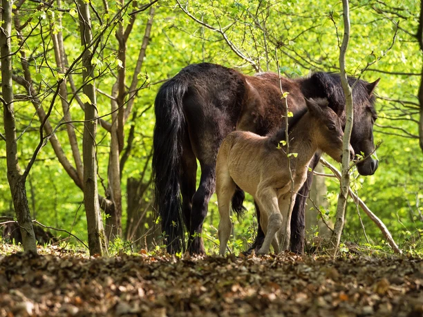 Exmoorponys im Hutewald Exmoorponys im Hutewald