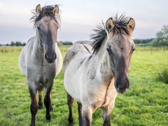 Koniks in der Sudeniederung Koniks in der SudeniederungKoniks in the Suden lowlandsLes coniks dans la plaine du SudenKoniks in het laagland van SudenKoniks i Sudens lavland