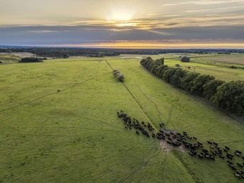 Heckrinder in der Sudeniederung Heckrinder in der SudeniederungHeck cattle in the Suden lowlandsBovins de Heck dans la plaine du SudenHeckrunderen in het laagland van SudenHeck-kvæg i Sudens lavland