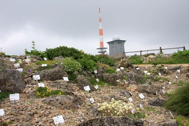 Brockengarten_MandyGebara.JPG