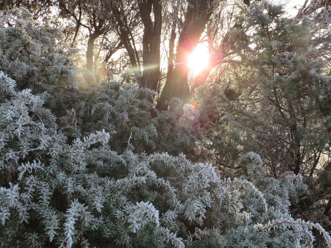 winter-lueneburger-heide-bispingen.jpg Frost im Naturschutzgebiet Lüneburger HeideFrost in the Lüneburg Heath nature reserveFrost i naturreservatet Lüneburger HeideVorst in het natuurreservaat Lüneburger Heide