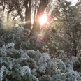 winter-lueneburger-heide-bispingen.jpg Frost im Naturschutzgebiet Lüneburger HeideFrost in the Lüneburg Heath nature reserveFrost i naturreservatet Lüneburger HeideVorst in het natuurreservaat Lüneburger Heide