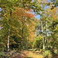 Waldgebiet Rießel im Herbst