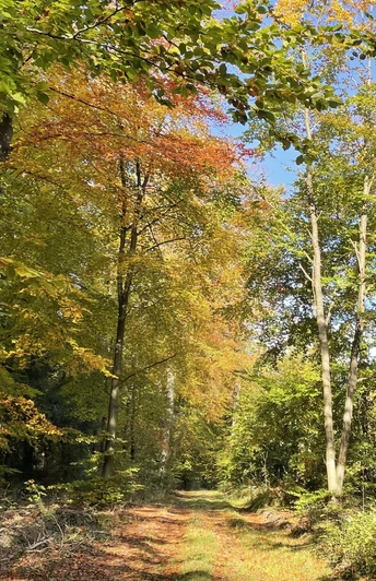 Waldgebiet Rießel im Herbst