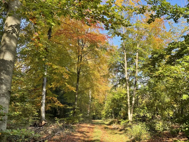 Waldgebiet Rießel im Herbst