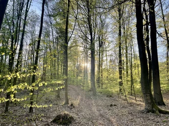 Waldgebiet Rießel im Frühjahr