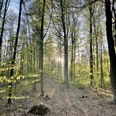 Waldgebiet Rießel im Frühjahr