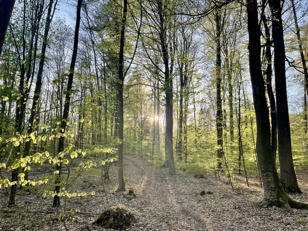 Waldgebiet Rießel im Frühjahr