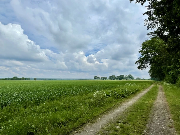 Blick auf die Felder bei Medingen