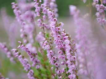 Blühende Heide