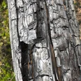 Verkohltes Holz nach dem Waldbrand