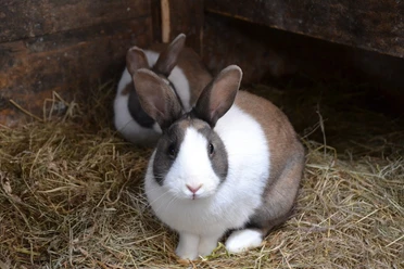 rabbits pixabay