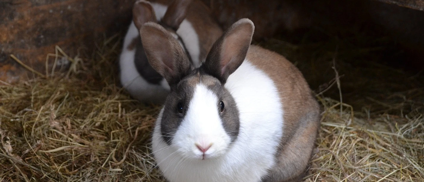 rabbits pixabay rabbits pixabay