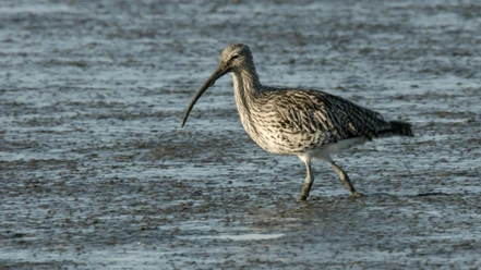 Großer Brachvogel