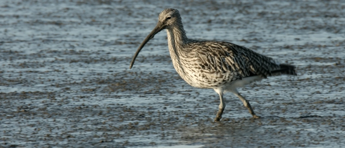 Großer Brachvogel