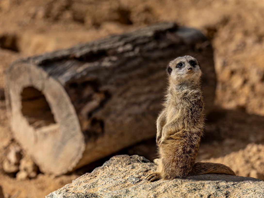 Erdmännchen - Wildpark Hardegsen