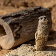 Erdmännchen - Wildpark Hardegsen