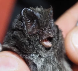 Mopsfledermaus Nahaufnahme einer Mopsfledermaus, gehalten von einer Hand, mit deutlich erkennbaren Ohren und Fell.