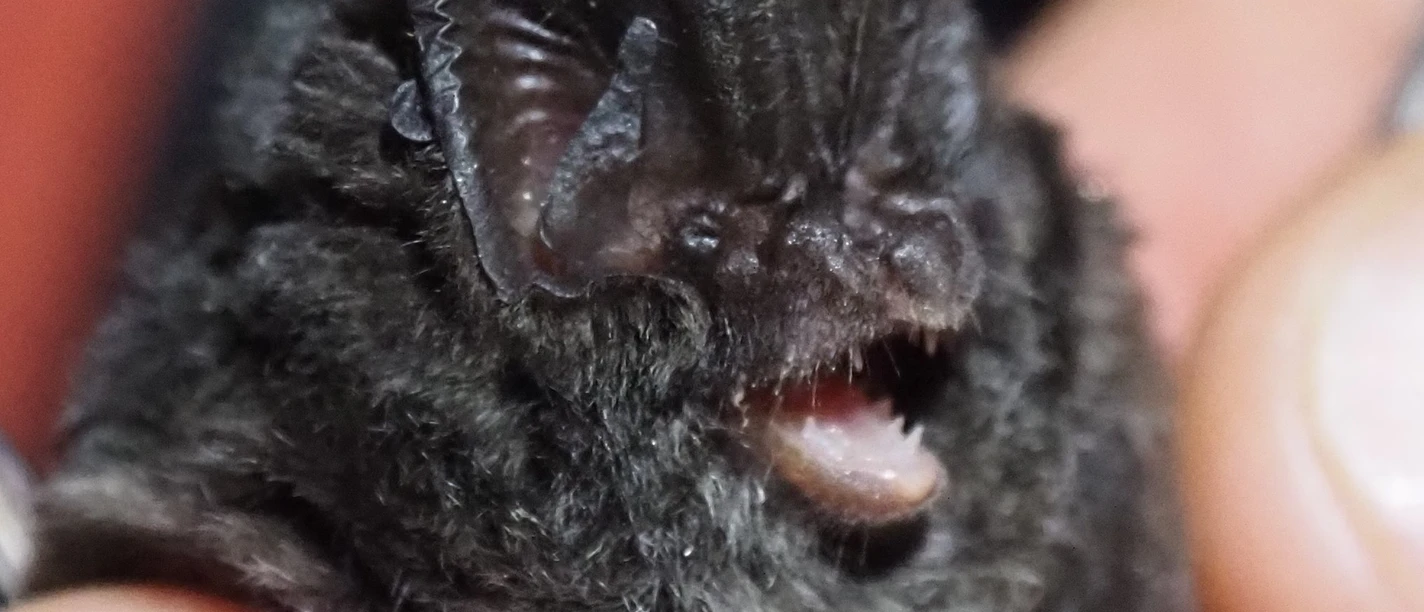 Mopsfledermaus Nahaufnahme einer Mopsfledermaus, gehalten von einer Hand, mit deutlich erkennbaren Ohren und Fell.
