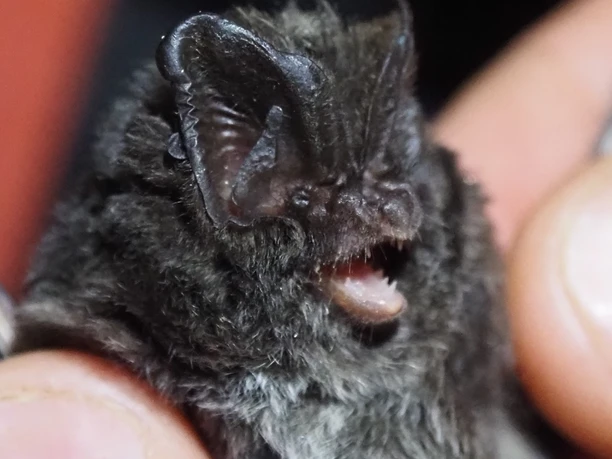 Mopsfledermaus Nahaufnahme einer Mopsfledermaus, gehalten von einer Hand, mit deutlich erkennbaren Ohren und Fell.