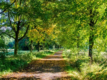 wald-weg-sommer-auberg-muelheim.jpg