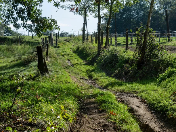 pfad-wandern-sommer-auberg-muelheim.jpg