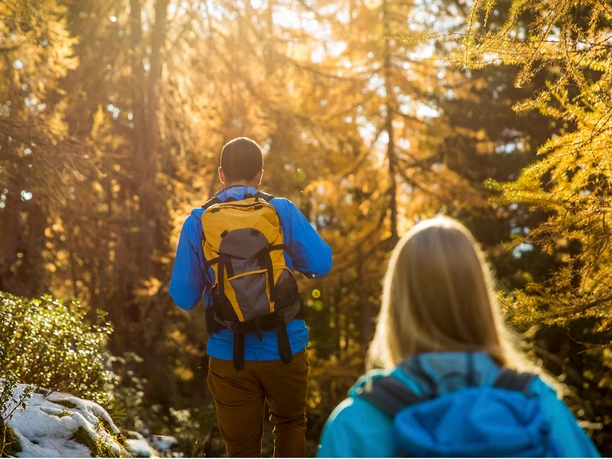 Rundwanderung von der Bettmeralp durch den Aletschwald und zurück
