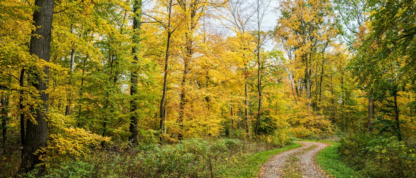 Herbstbild, Wald