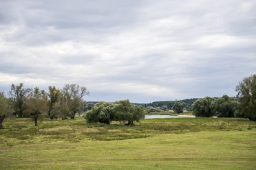 Elbmarschland in Konau Elbmarschland in Konau