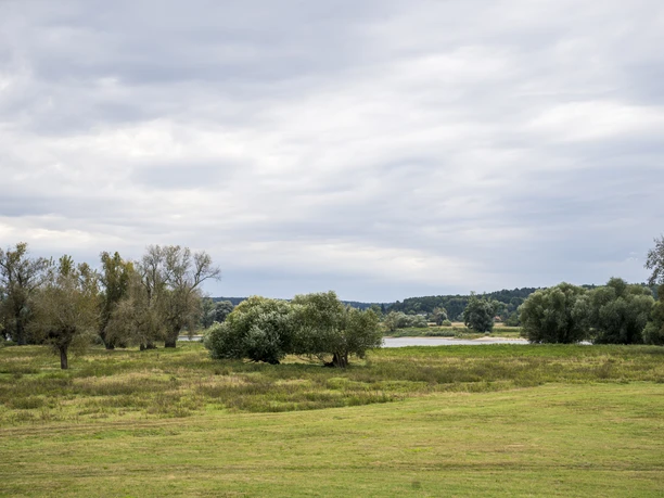 Elbmarschland in Konau Elbmarschland in Konau