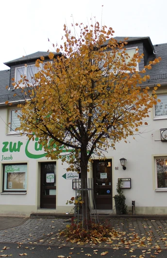 Gasthof Zur Linde in Ebersgrün