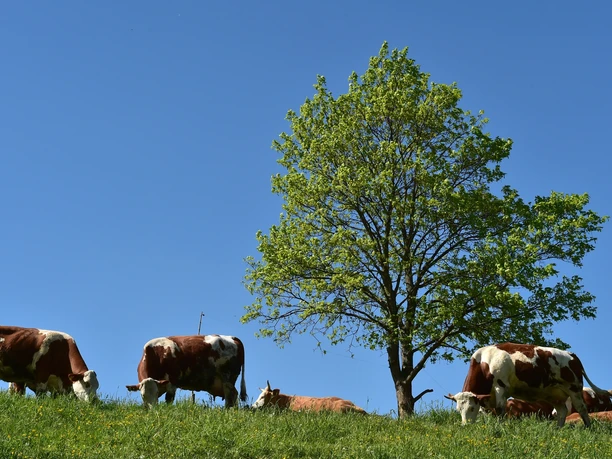 Glückliche vogtländische Kühe