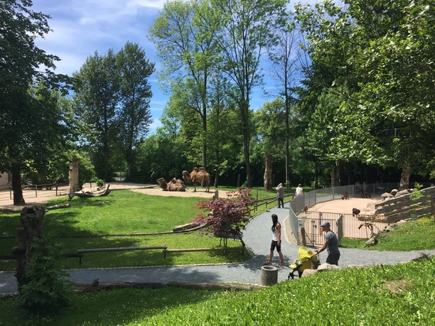 Blick auf den Tiergarten Falkenstein