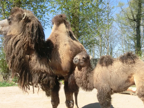 Tiergarten Falkenstein Freigehege Kamele
