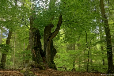 Goldhamer_Idstedt