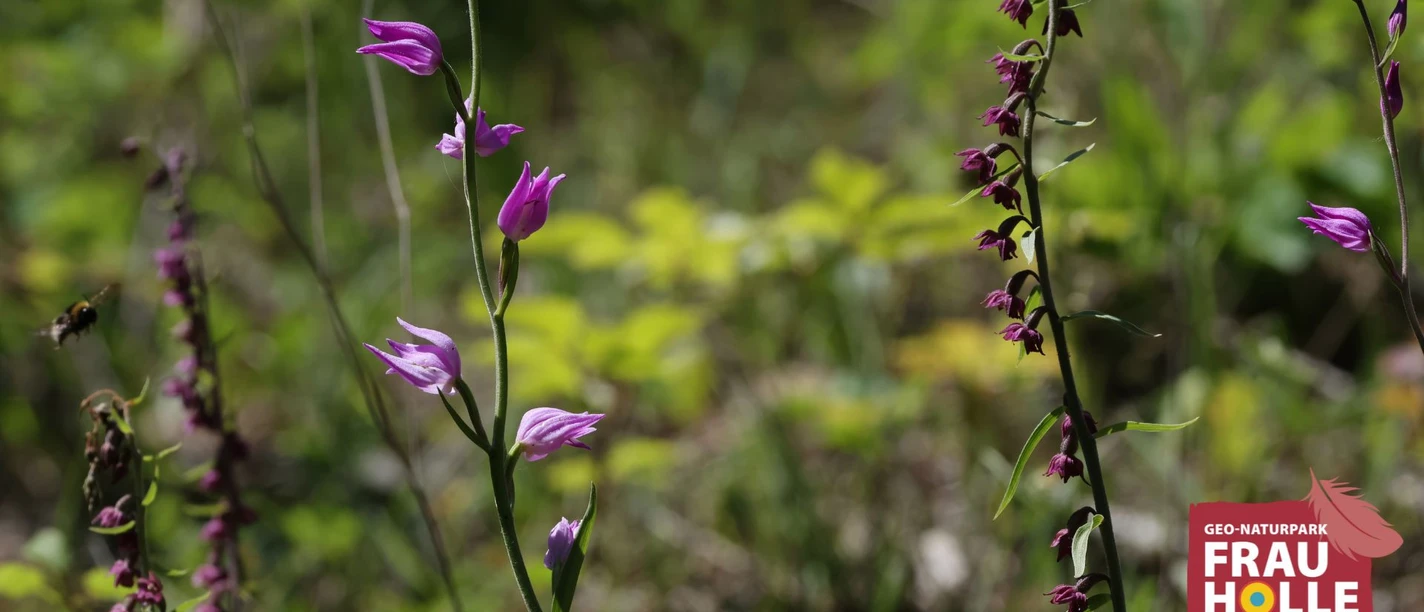 Stendelwurz und rotes Waldvöglein