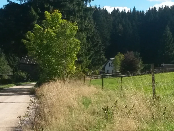 Hahnenhäuser Schnarrtanne