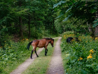 Exmoorponys auf dem Archotrail