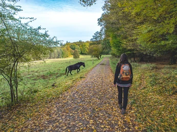 Exmoorponys im Hutewald
